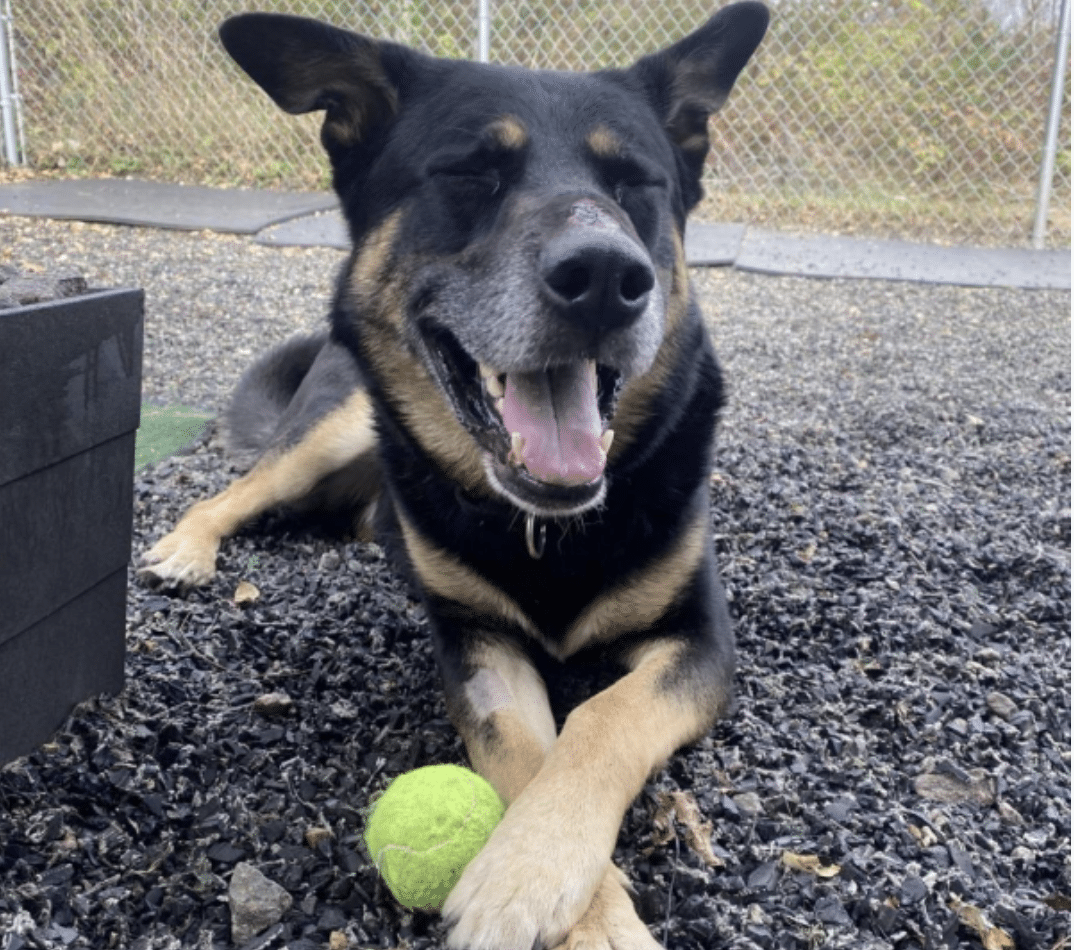 LOKI - A BROWN AND BLACK SHEPHERD FOR ADOPTION IN NEW HAMPSHIRE